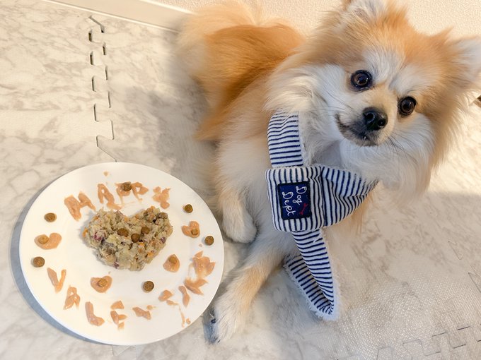 ハッピーバレンタイン!!!!!!!!!!YouTubeショート、更新しました!!!!!愛犬家によるバレンタインプレートメイキングよ〜!愛犬のためにバレンタインっぽいことをしたら……  