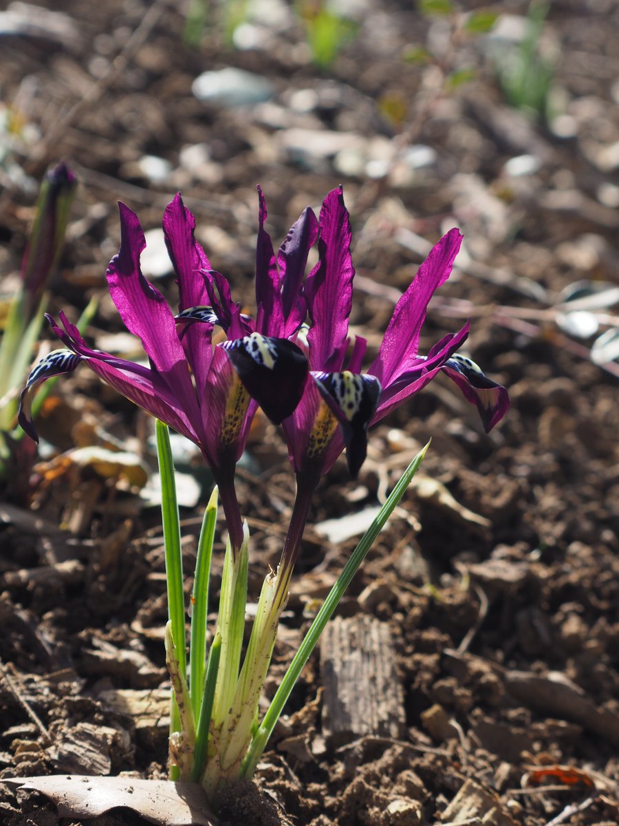 Highlight des Monats: etwas Frühlingshaftes - die Zwerg-Iris (Iris reticulata), bzw. eine Sorte davon, die unseren Frühlingsgarten so langsam bunt werden lässt
#BotaniscehrGarten #Tübingen #Frühling