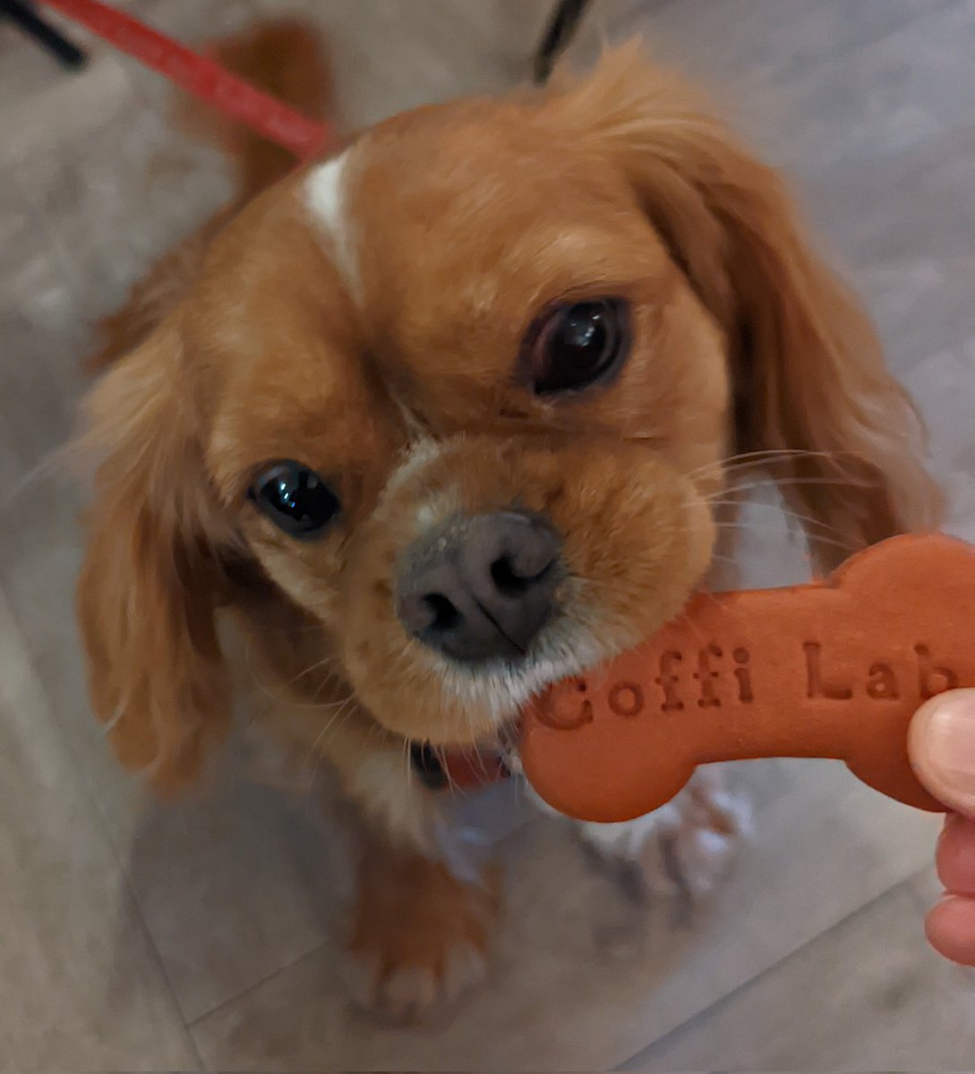 RobertBobFuller's tweet photo. @coffilab Pickle the Cavalier loved her beetroot biscuit! https://t.co/uq786kEKrn