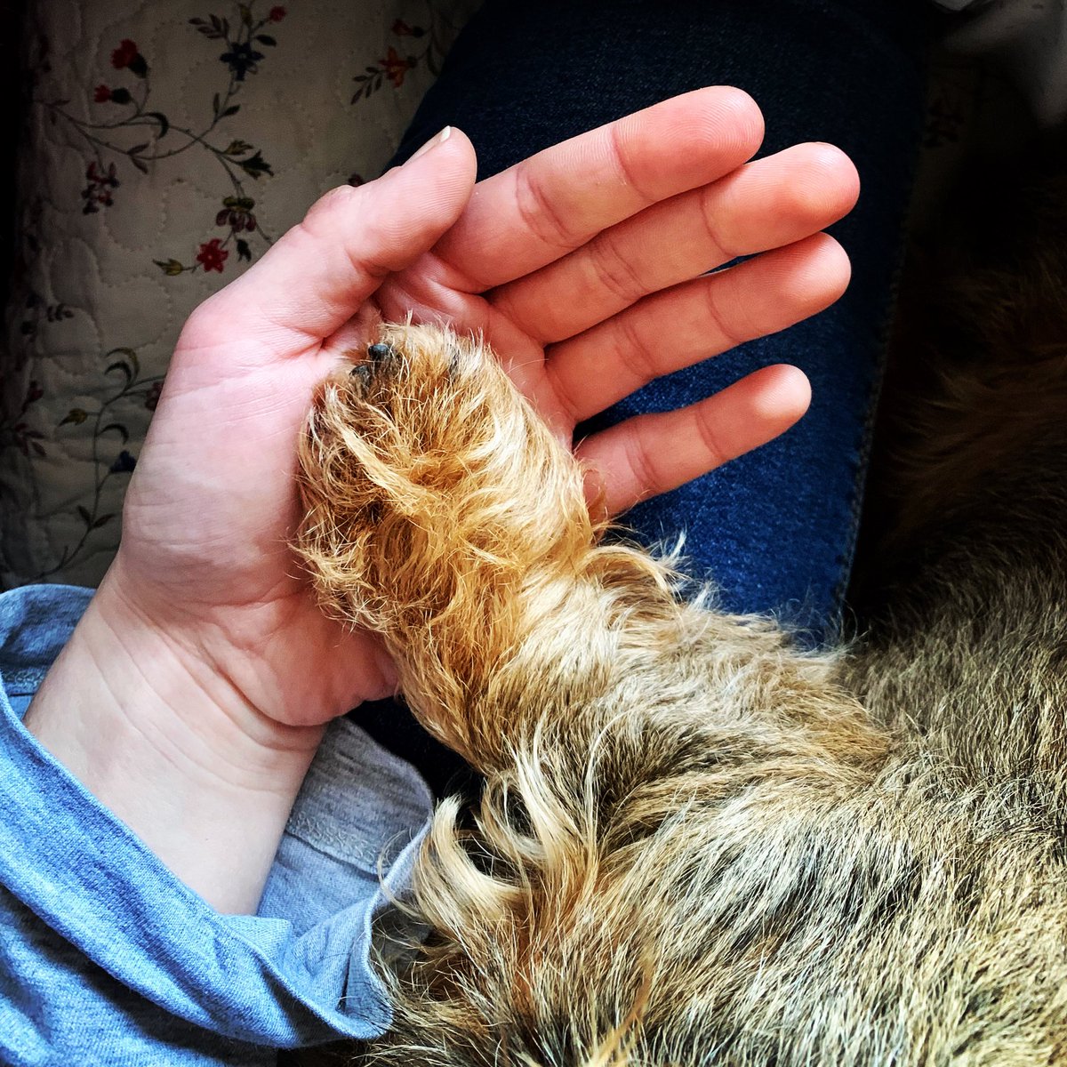 Finn53571796's tweet photo. Mum gets clingy when she’s been at work 🐾🫶🏻🥰

#separationanxiety 
#pawfect 
#tuftytoes https://t.co/FkkmSNjR4J
