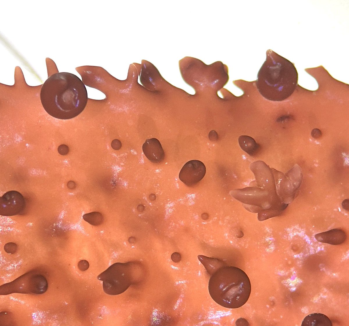 funnyfishes's tweet photo. ❤️ Cystocarps ❤️ A sweet #algae treat for the phycologist in your life. And no one else 🤣 #ValentinesDay https://t.co/HI6MSzazUo