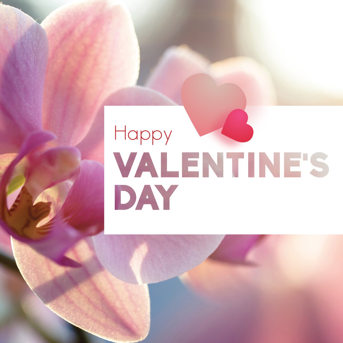 We love plants! And we have a beautiful selection of orchids, potted bulbs and houseplants to share your plant love with someone special. X🌻X🌻