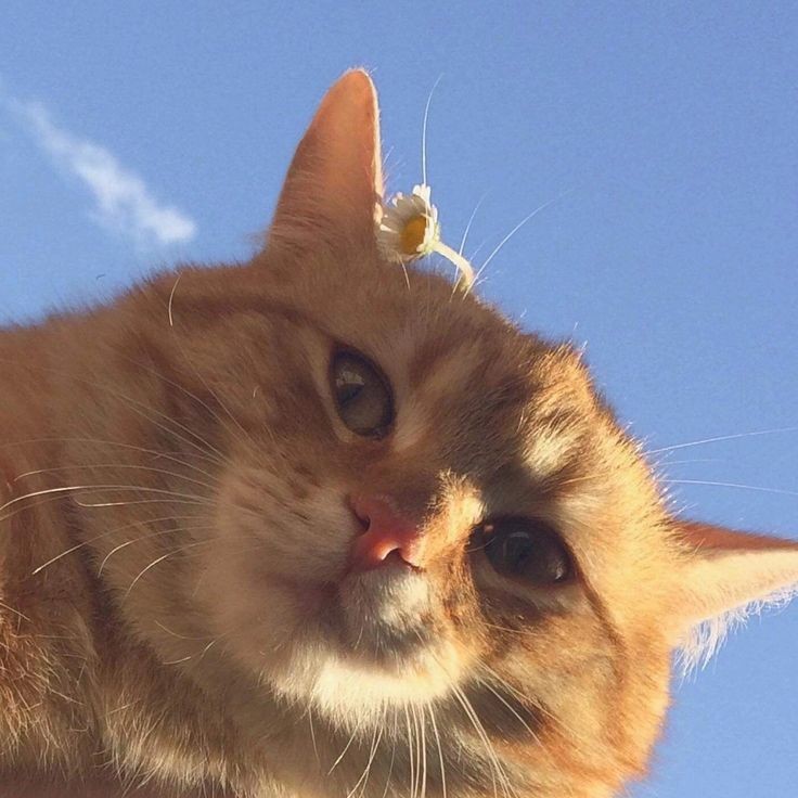 lovzhodeth's tweet photo. 🐱🦠🌿
OLÁ! Woow~ hoje o clima está romântico ^^ e para comemoramos o valentinies Day, vamos aprender a cultivar uma das flores mais românticas! Mas em sua forma mini 🤏.  Vamos aprender a como cultivar minirrosas! https://t.co/pjk12u847D