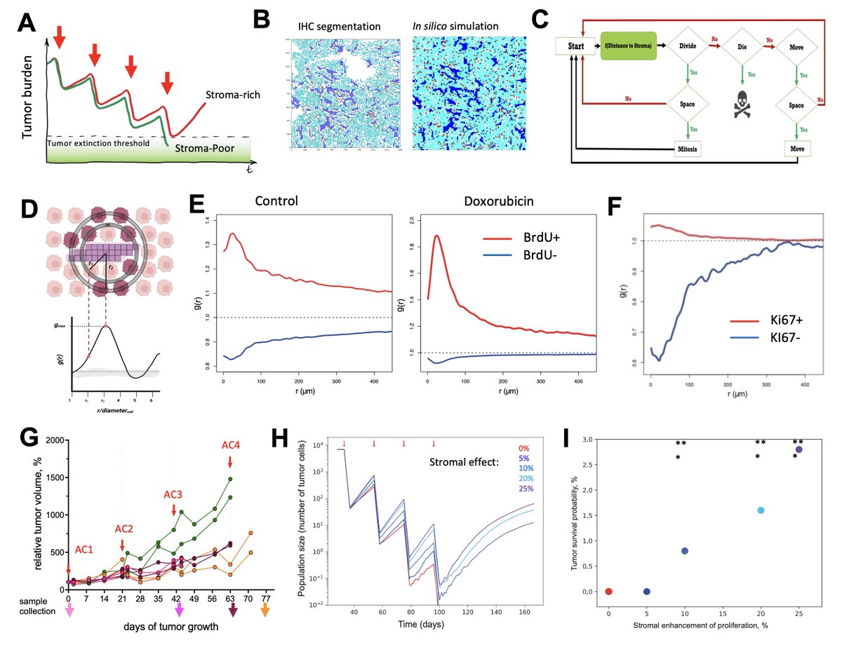 mathoncbro's tweet photo. New preprint with integrative modeling &amp; data from some @MoffittResearch colleagues on "stroma-mediated chemoresistance" 

https://t.co/FJnxH7mtcy https://t.co/wrUNDPyPuV
