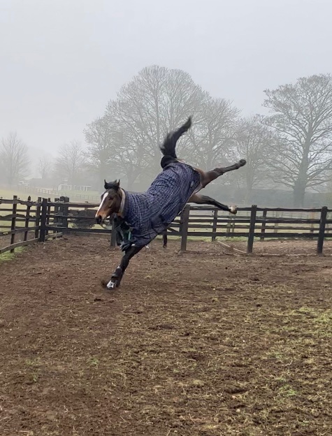 NewstartRacing's tweet photo. This young man #CaptainStLucifer was jumping for joy this morning after another great result 2nd/12 @WolvesRaces last night with @Mitchelljack77 !! 
Happy horses - Happy days! 
Thank you to all involved! 🏇👌 https://t.co/xB36Z0UUtG