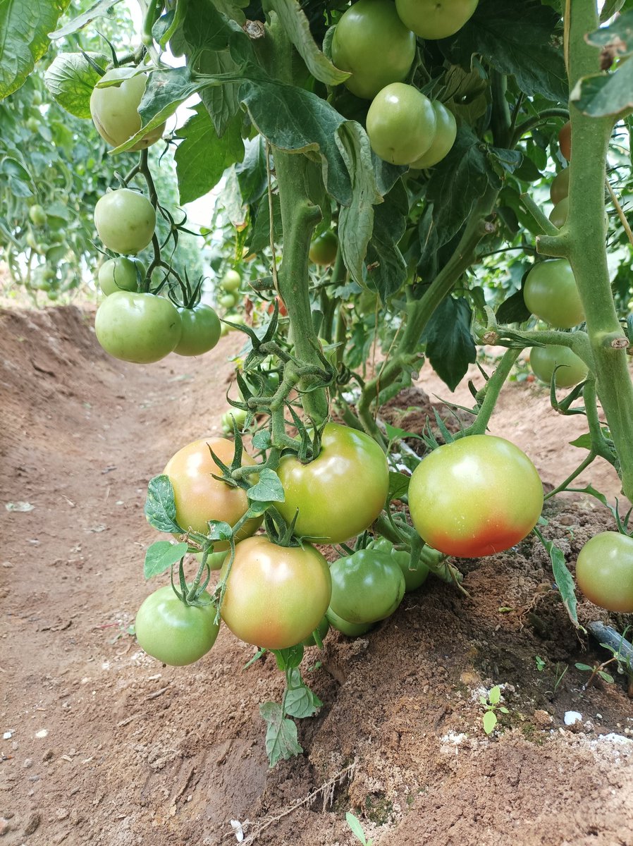 <a href="/Charterseeds/">Charterseedsofficial</a> <a href="/PhiriDivah/">Divah Phiri</a> <a href="/TheSeedlingHub/">The Seedling Hub</a> <a href="/GreenHope_agro/">GreenHope Seedlings</a> <a href="/riginalty/">Riginalty Phiri</a> <a href="/babatafi/">Ishmael Rupanga</a> <a href="/MukuvariKaroi/">Mukudzvova Farm Produce</a> <a href="/Horbax_Farm/">Horbax Farm</a> <a href="/GlerbyNursery/">Glerby Nursery</a> Star 9037 is a real beast. It would be sad if we celebrate Starke line and leave it behind. My all time favorite

#horticulture 
#HappyValentines
#CharterSeeds