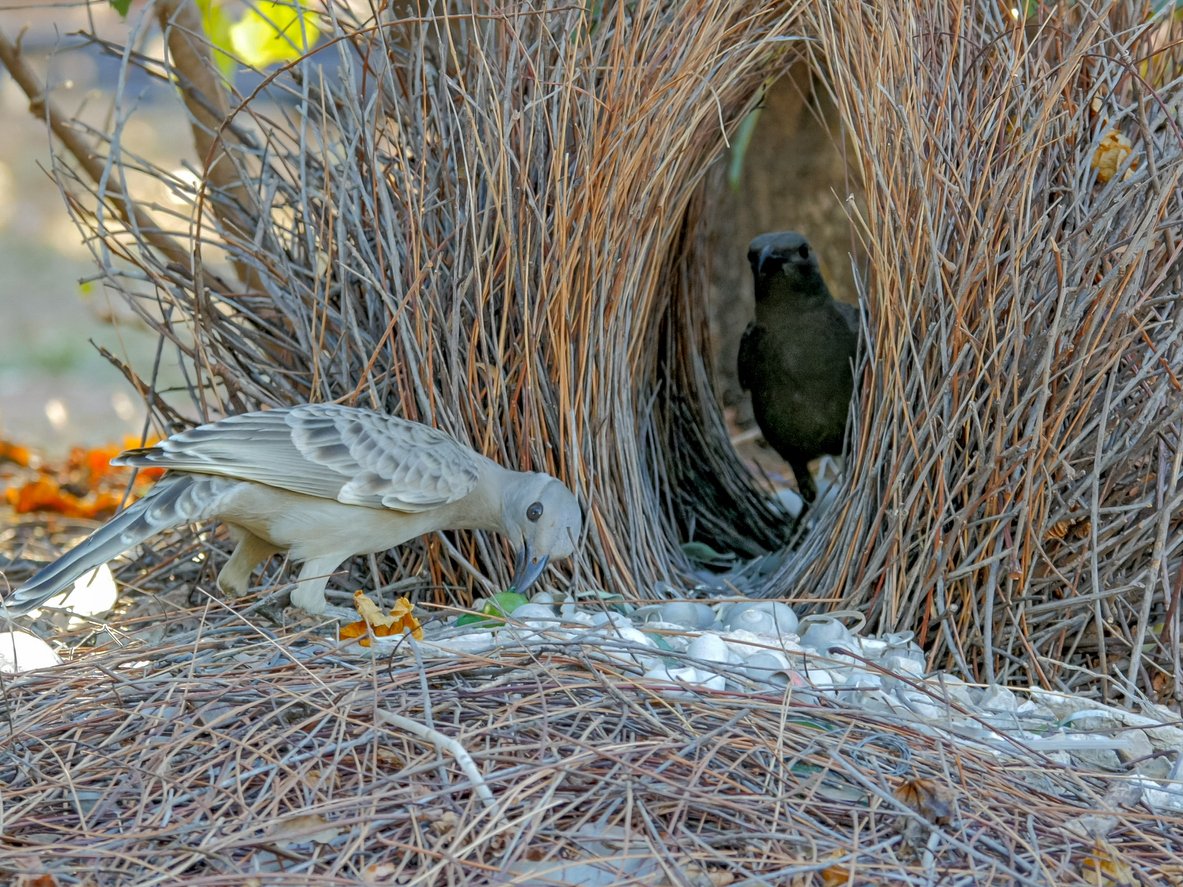 Love comes in all shapes and colours, and male bowerbirds live to prove it. Take a look at the intricate nests these master architects build to woo their mates in Australian and New Guinean forests.
#ValentinesDay #ForestsForAllForever