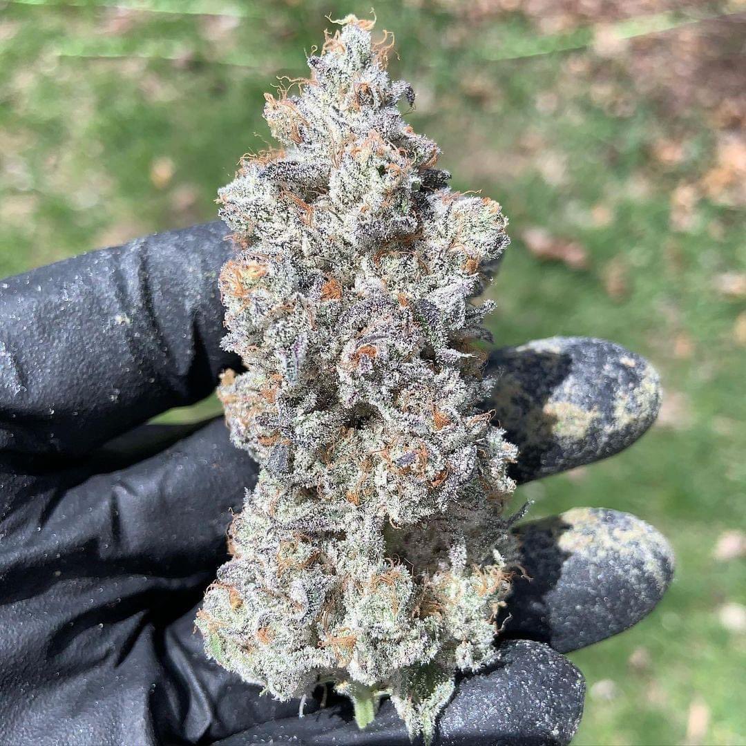 Uproot Cannabis tweet media