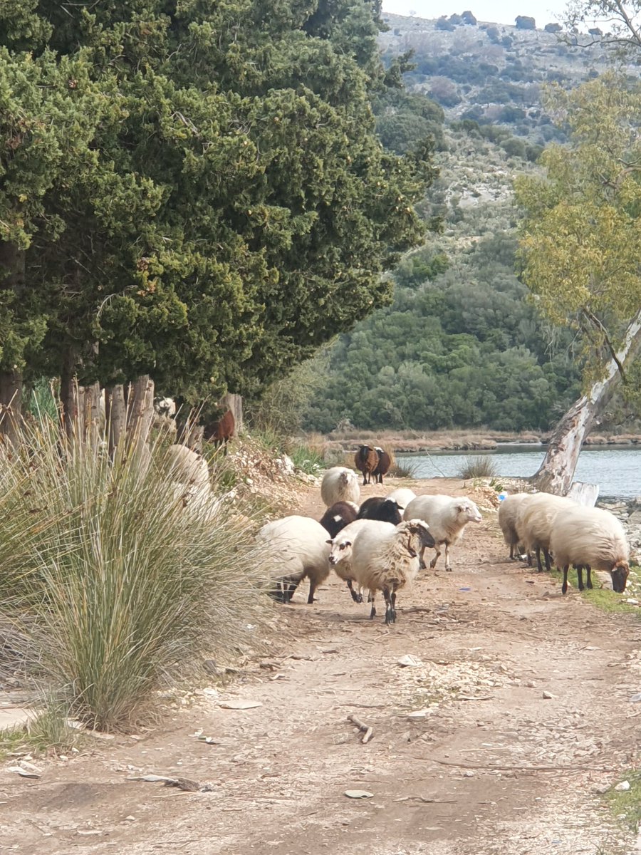 When hiking in #Albania sheep and goats have right of way. 🇨🇦🇦🇱
#hikingadventures #ksamil
#saranda #sheep #playoutside