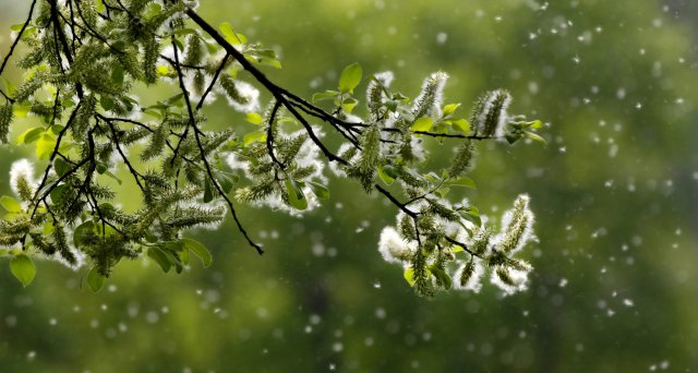 Dt_Aerzteblatt's tweet photo. Pollensaison hat bereits begonnen: Berlin – Die diesjährige Pollensaison hat bereits begonnen. Das teilten die Stiftung Deutscher Polleninformationsdienst (PID) und die Europäische Stiftung für Allergieforschung (ECARF)… https://t.co/wluZQsi5tZ #Pollensaison #PID #ECARF https://t.co/v7v6BlbS9k
