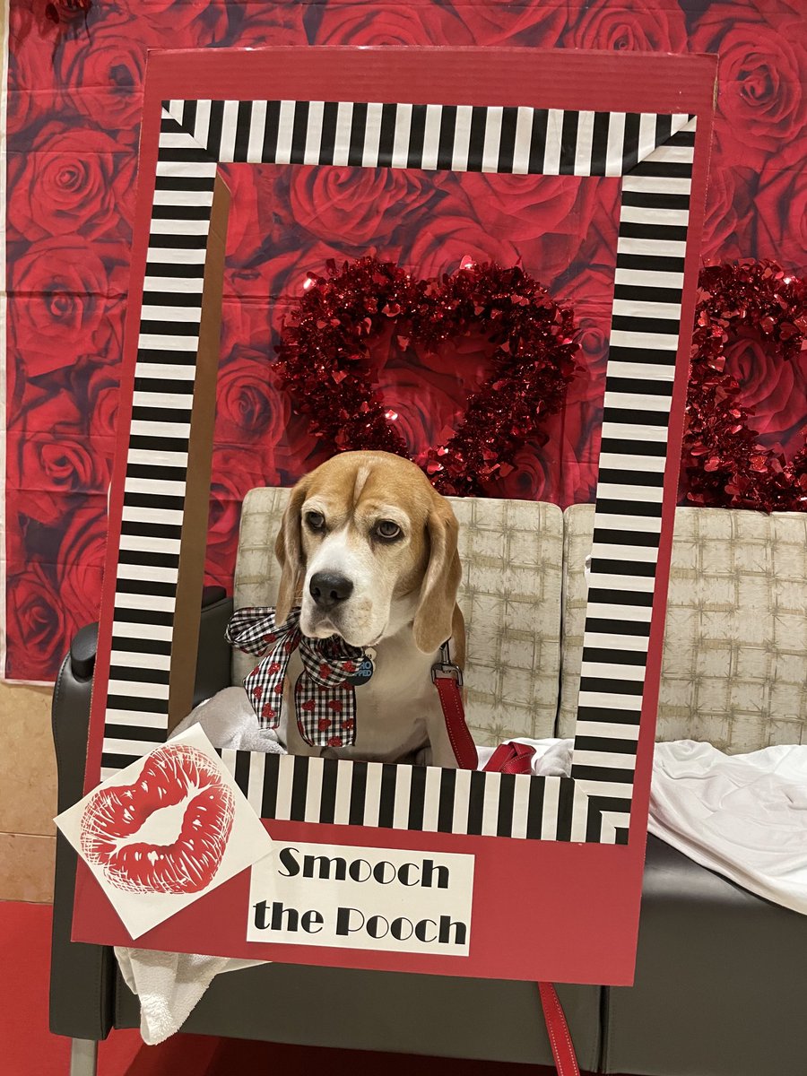 …happy valentine’s day everyone!  hanging with my human at work today spreading the love! ❤️ 💕 🥰 

#spreadingthelove

#IAmATherapyDog #TherapyDog

#beagle #beagles #BeagleLife #BeaglesOfTwitter #BeagleFriends #beaglevibes 
#doglife #dogs #dogsoftwitter #dog