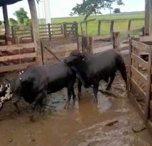 pecuariadobem's tweet photo. Um detalhe que tem que ver para acreditar..
Animal Inteiro.. mas precisamente, um boi Angus inteiro.. 
No curral, olhando, qualquer um fala que está com ótimo acabamento de gordura 
No abate, vc vê que tudo era músculo.. praticamente nada de gordura.. https://t.co/bIm8Azcnqa