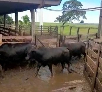 pecuariadobem's tweet photo. Um detalhe que tem que ver para acreditar..
Animal Inteiro.. mas precisamente, um boi Angus inteiro.. 
No curral, olhando, qualquer um fala que está com ótimo acabamento de gordura 
No abate, vc vê que tudo era músculo.. praticamente nada de gordura.. https://t.co/bIm8Azcnqa