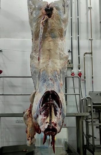 pecuariadobem's tweet photo. Um detalhe que tem que ver para acreditar..
Animal Inteiro.. mas precisamente, um boi Angus inteiro.. 
No curral, olhando, qualquer um fala que está com ótimo acabamento de gordura 
No abate, vc vê que tudo era músculo.. praticamente nada de gordura.. https://t.co/bIm8Azcnqa