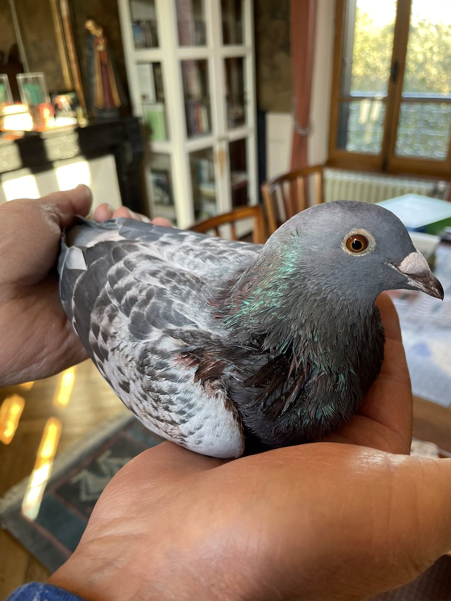 WBreene's tweet image. This morning he is quite jaunty..hope it stays that way and improves👌