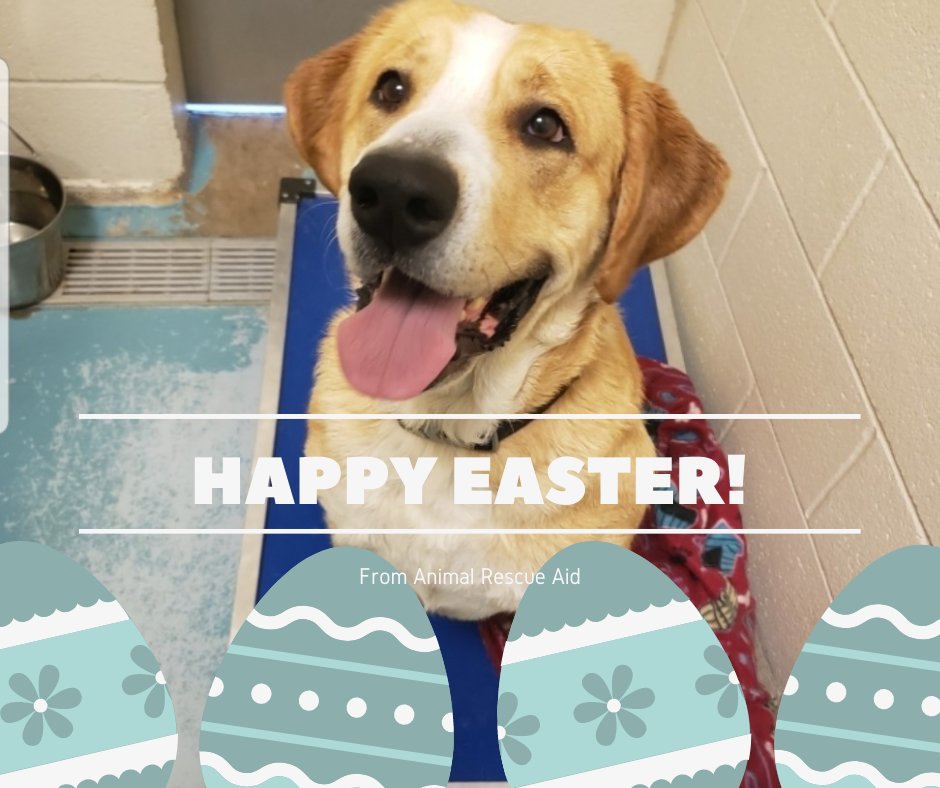 AnimalRescueAid's tweet photo. Happy Easter from Animal Rescue Aid!  https://t.co/dmkK06CEDa  #RT #happyeaster #Easter  #AdoptDontShop https://t.co/1f3RX5wu5I