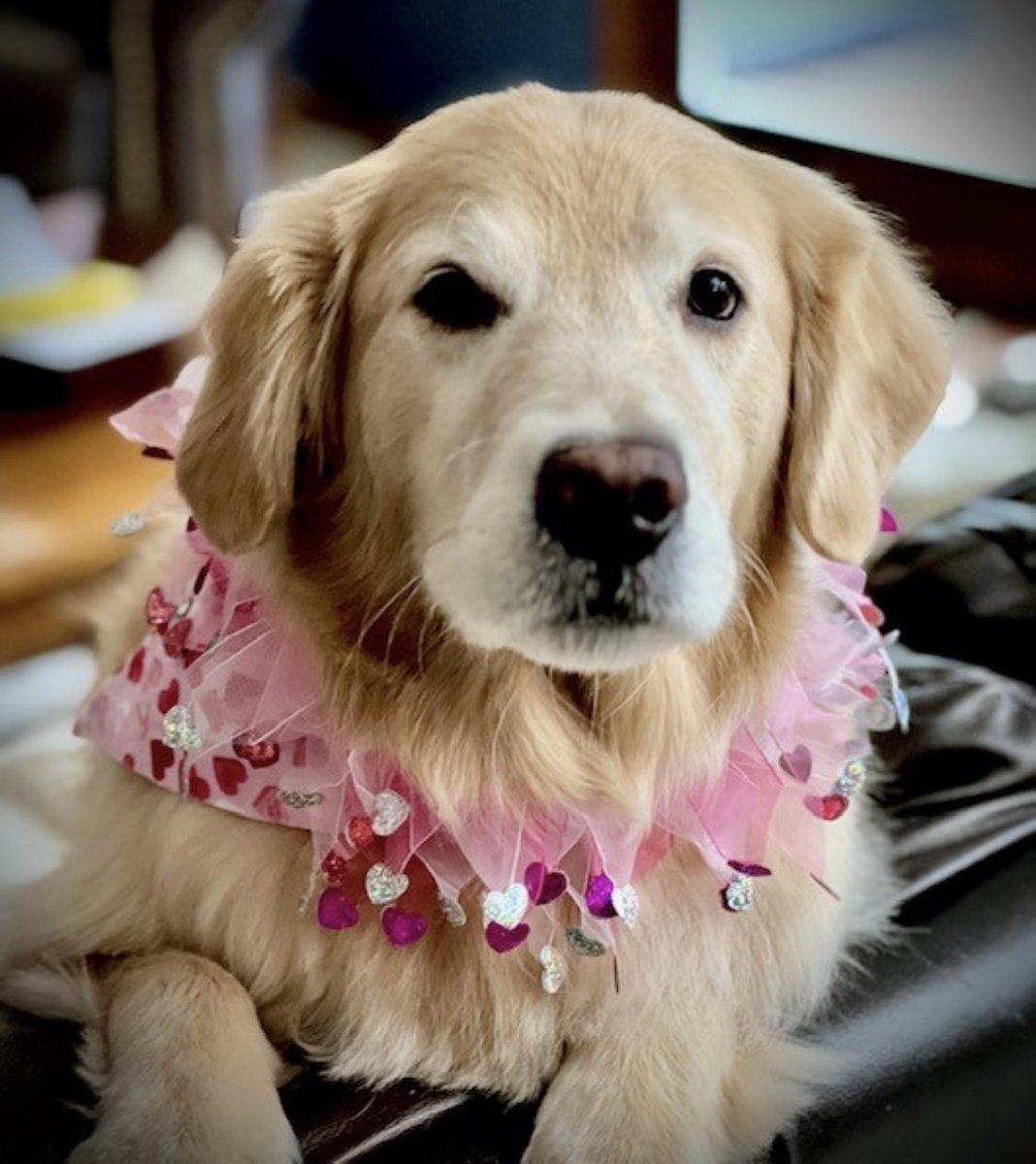 SAFJessica's tweet image. During this National Salute to Veteran Patients Week our amazing Red Cross Volunteer Animal Visitation Team is partnering with @ClevelandVAMC for a “Cupid Puppy Parade” to thank our veterans and staff at the hospital today. Happy Valentine’s Day! ❤️