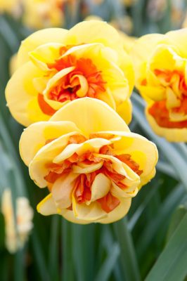Bulbs4Kids_CA's tweet photo. This week’s flower bulb of the week is the daffodil. https://t.co/OIi0P6h7nv https://t.co/C1l3j7Mo2o