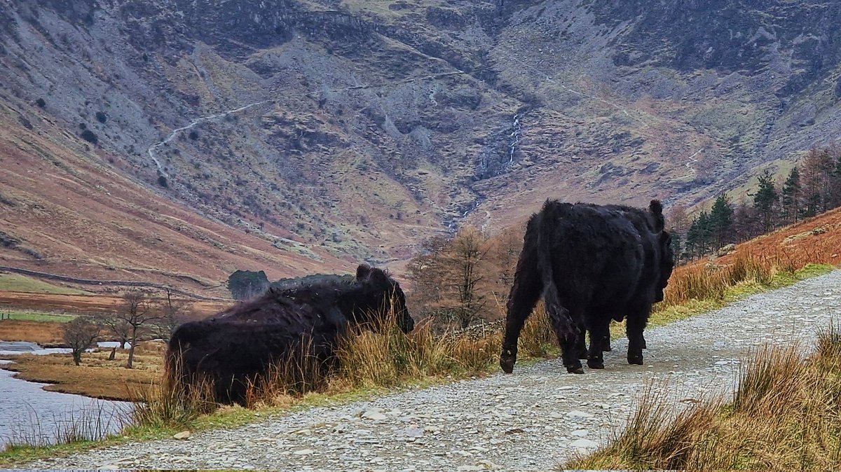 dave_cocks's tweet photo. Steady walk round #Buttermere with added cows.

#Haystacks #FleetwithPike #HighCrag #HighStile #RedPike #Dodd #Cumbria #LakeDistrict    #grimupnorth  #StormHour #bbcweather #metoffice #itvweather #GalaxyS22Ultra https://t.co/AdSoSNIZEZ
