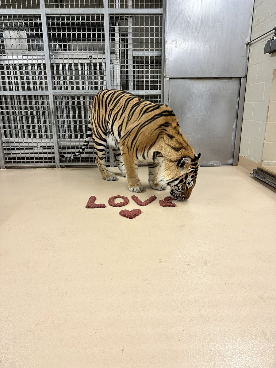 LSU Veterinary Med (@LSUVetMed) / Twitter LSU Veterinary Med (@LSUVetMed) / Twitter