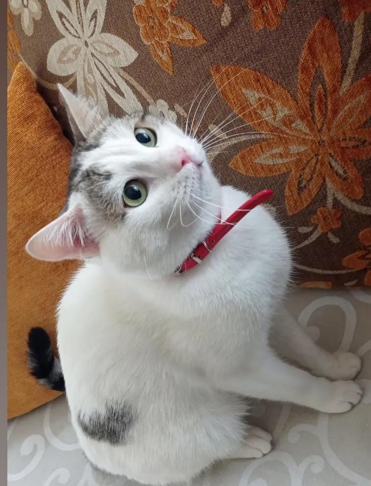 Hepimiz bu süreç içerisinde en yakınlarımızdan acı haberler aldık benim her şeyim olan Freya malatya da kaldi göçükte olmadiğini biliyorum korkudan tirmalayarak kacti benden malatya salkopru mahallesi corbaci sokak agbaba sitesi taraflarinda Sırtında bir tane kalp şekli var