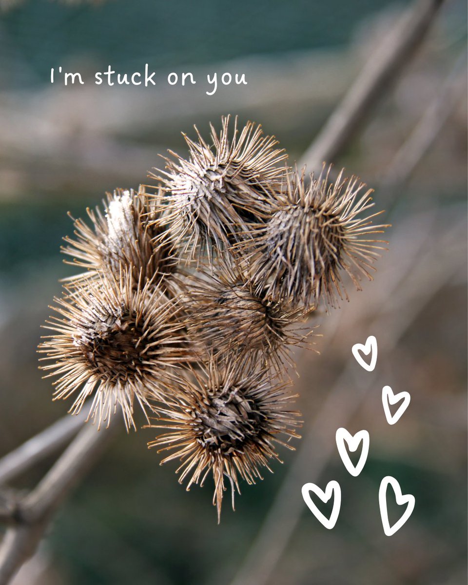 LRinvasives's tweet photo. Hey love bug ❤️
We couldn’t resist contributing a few cheesy Vday puns, with an invasive twist...
Let us know which one was your favourite in the comments!
#InvasivePlants #InvasiveInsects #ValentinesDay #HappyLoveDay #Invasive #BCInvasives #BabysBreath #Flowers #LRISS https://t.co/ViG8cDeKB7