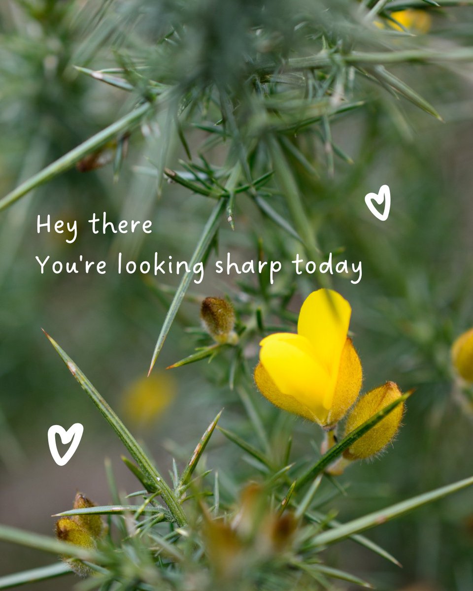 LRinvasives's tweet photo. Hey love bug ❤️
We couldn’t resist contributing a few cheesy Vday puns, with an invasive twist...
Let us know which one was your favourite in the comments!
#InvasivePlants #InvasiveInsects #ValentinesDay #HappyLoveDay #Invasive #BCInvasives #BabysBreath #Flowers #LRISS https://t.co/ViG8cDeKB7