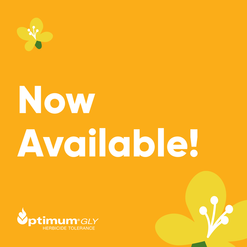 CortevaCA's tweet photo. We’ve been investing in the future of #canola. Be among the first to plant Optimum GLY in 2023. Learn more below.  #WestCdnAg #OptimumGLY