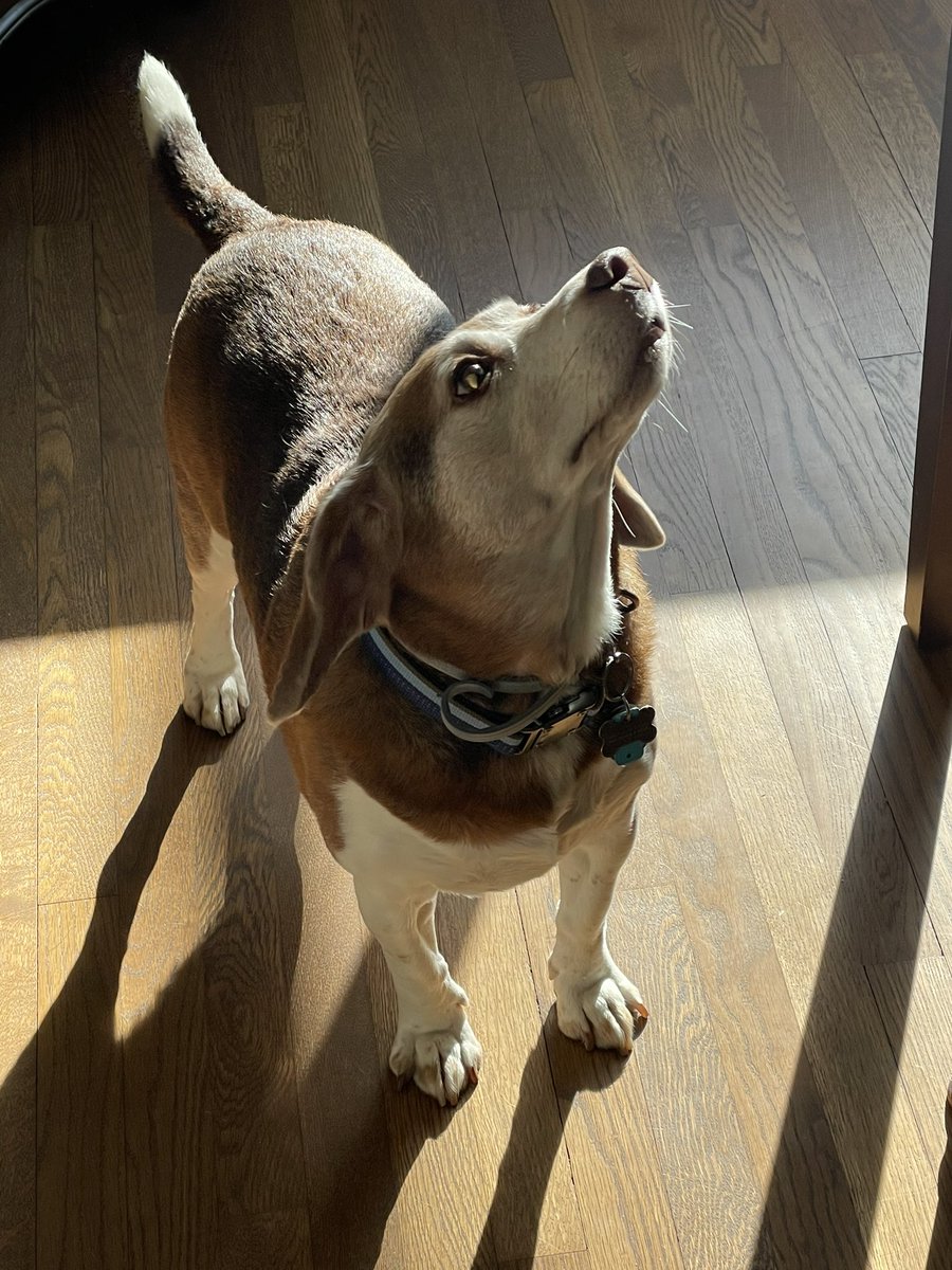 MattPPens's tweet photo. Hey Matt, I think I smell my #ValentinesDay treats on the table! Don’t you know that #SharingIsLove… ❤️ #AndyBeagle #beagle #beagles @beaglefacts https://t.co/8NQEFha5nf