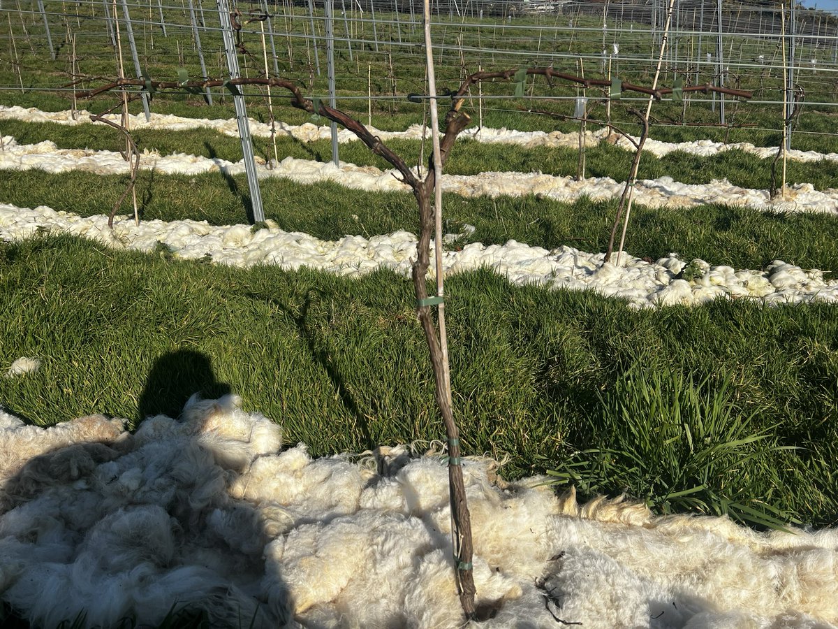 Wool and Vine tweet media
