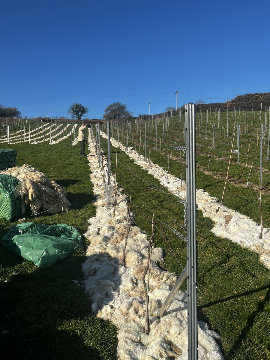 Wool and Vine tweet media