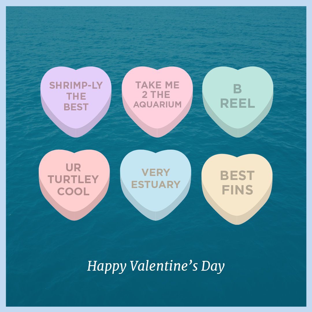 Happy Valentine's Day to all of our coastal companions! We hope you have a fin-tastic day. 🐟

#iHeartEstuaries