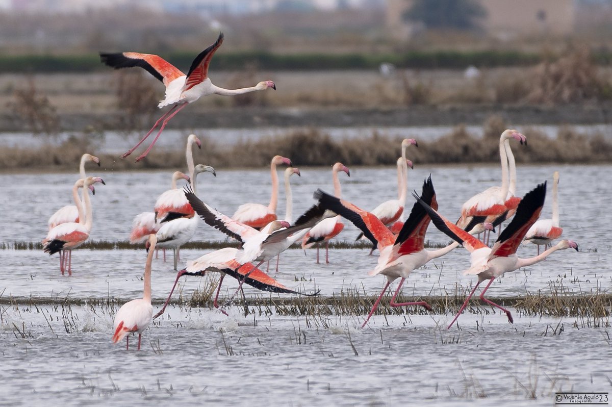 Una mañana de febrero en la Albufera de Valencia / Un matí de febrer en la Albufera de València.
<a href="/Valenciaturismo/">VisitValència.</a> <a href="/GVAturisme/">GVA Turisme</a> @GVAagroambient <a href="/GVAparcs/">GVA Parcs Naturals</a>