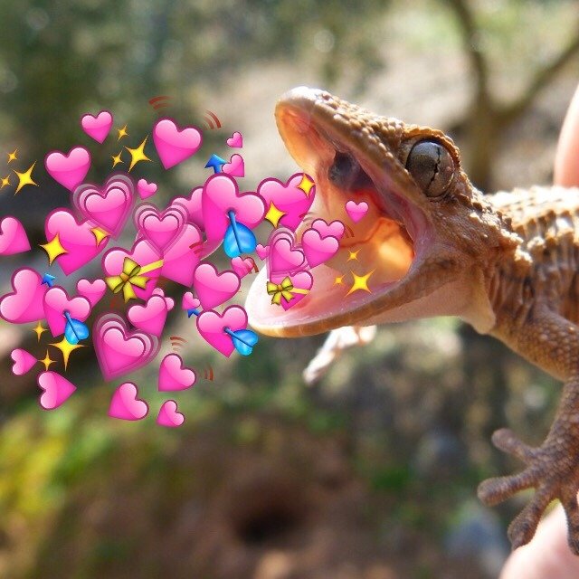 Repticon's tweet photo. Feel all the love from us at Repticon!
Happy Valentine's Day!
#turtles #trending #tortoises
#convention #exoticpets #whattodothisweekend #geckosofinstagram #lizard #foryoupage #amphibians #reptiles #pets #fyp #repticon https://t.co/0W3E75wbHn