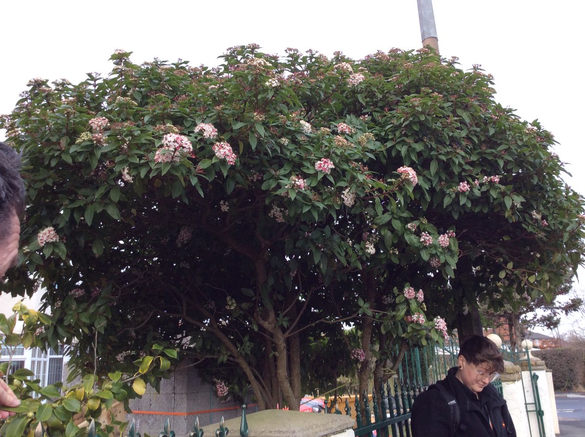 Prospect Vale Primary School tweet media