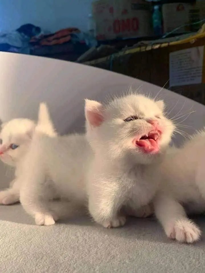 chitral666's tweet photo. The World Beautiful Animals Baby Collection 🥰💕 https://t.co/k9HcrOnx4x