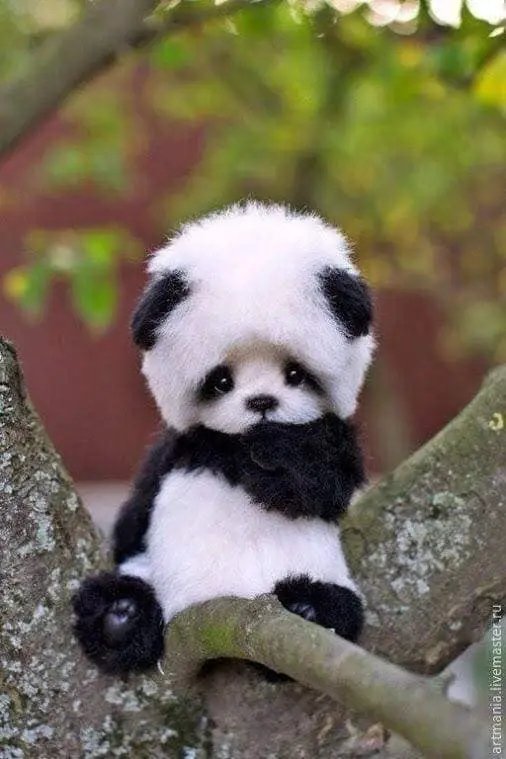chitral666's tweet photo. The World Beautiful Animals Baby Collection 🥰💕 https://t.co/k9HcrOnx4x