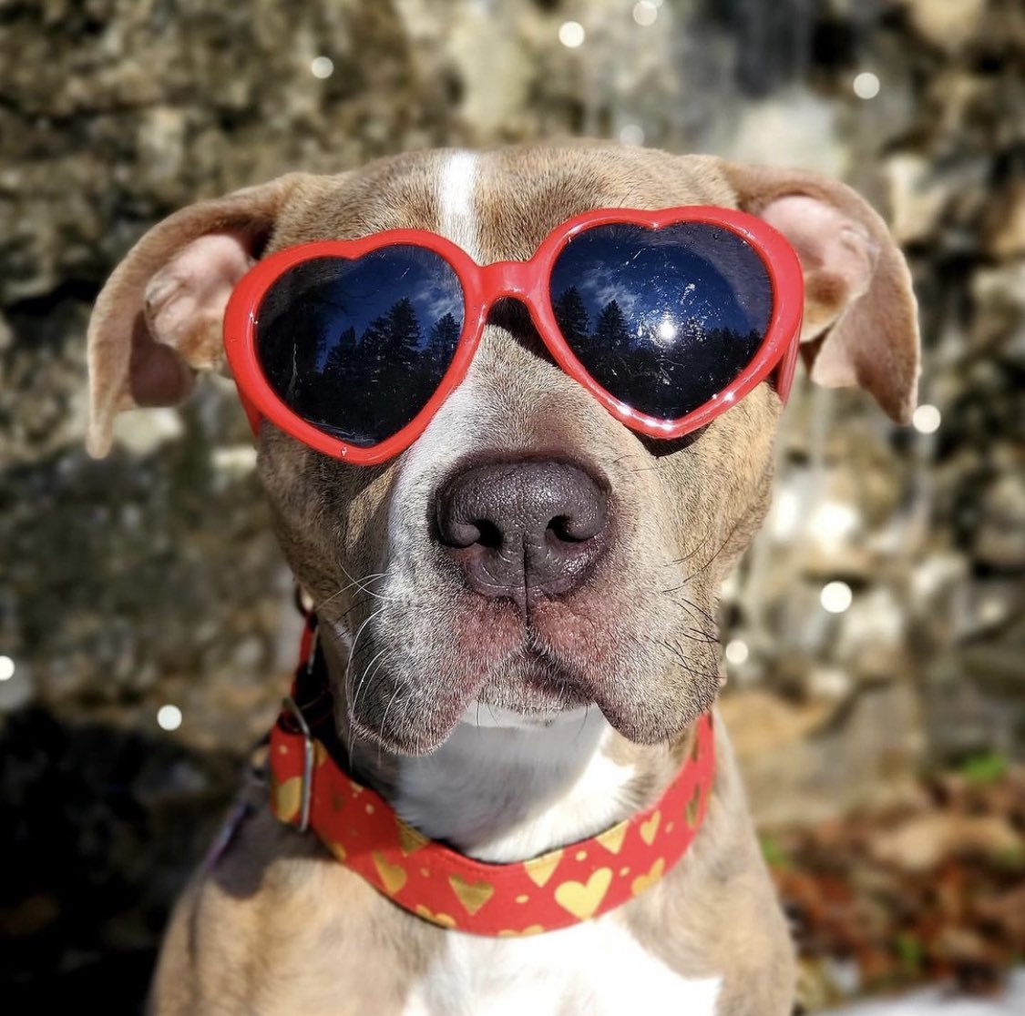 Happy Valentine’s Day from adoptable Arya!❤️🐶❤️#AdoptDontShop #endBSL #puppylove #ValentinesDay