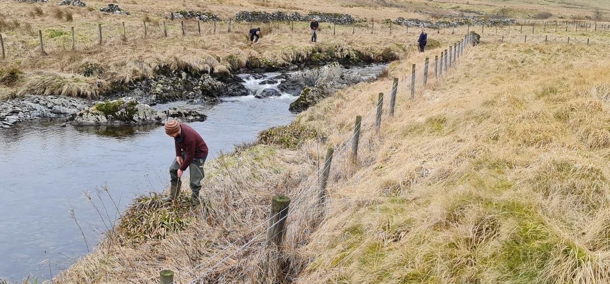 It’s nice to see the end point in the water temperature data we collected, that @Faye_L_Jackson et al, analysed. To where we have on the ground implementation for catchment resilience, against high summer temperature. Science at its best!