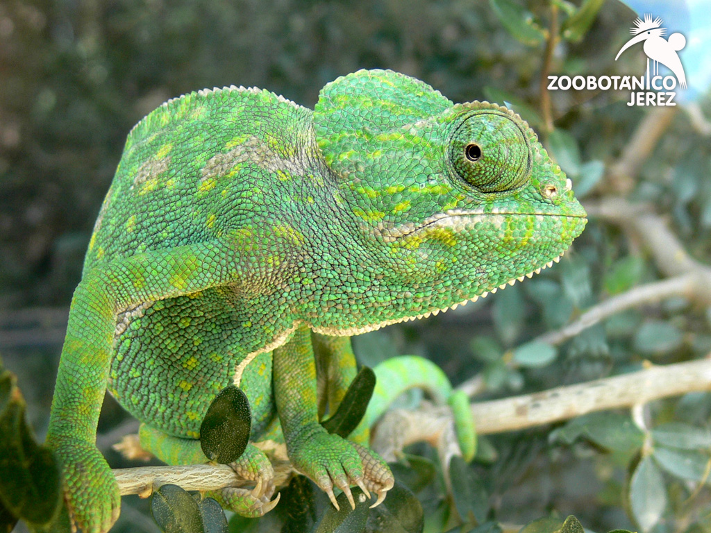 TurismoJerez's tweet image. ¿Planes con los peques y no tan peques de la casa?
⬇️⬇️⬇️⬇️⬇️⬇️⬇️⬇️⬇️⬇️⬇️⬇️⬇️⬇️

ZOOBOTÁNICO #JERZOOBOTÁNICO #JER#TurismoJerezEZ @ZooJerez

🗓️De martes a domingo
⏲️De 10.00 a 18.00 h.
📍Calle Madreselva s/n #Jerez
➡️(+34) 956 149 785 ·  zoobotanicojerez.com

#TurismoJerez