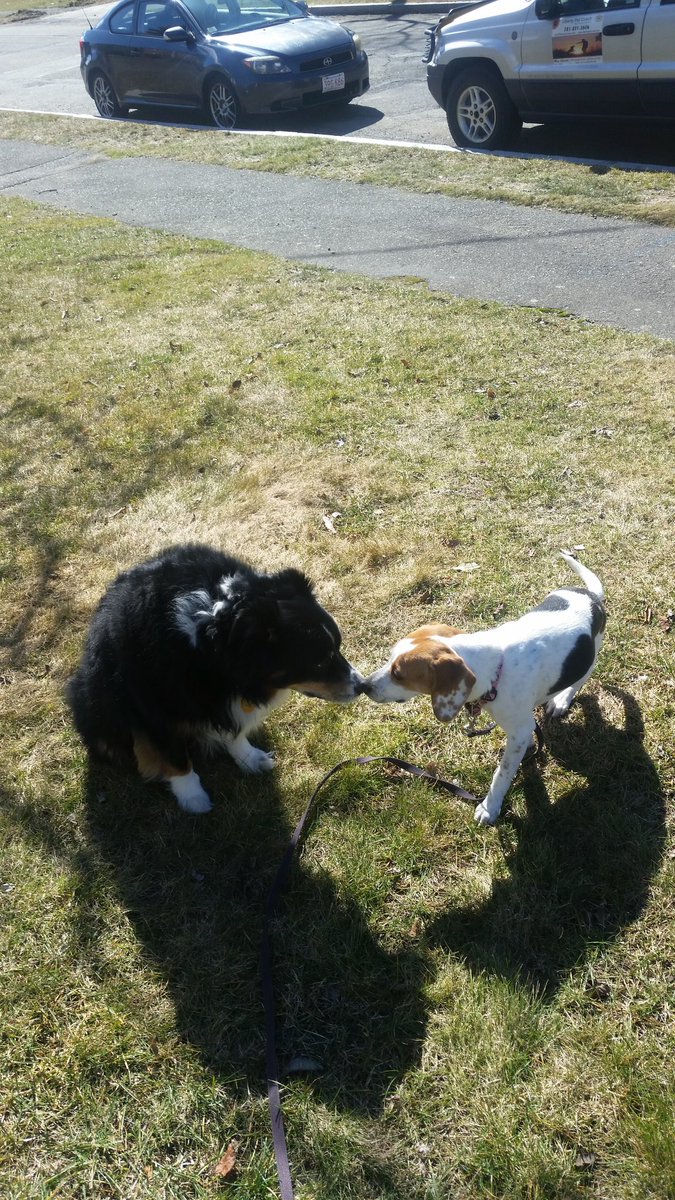 Happy Valentines Day anyone else sees the heart 
<a href="/LibertyPetCoach/">Liberty Pet Coach</a> @happyvalentinesday <a href="/dogs/">Dogs</a> @Australianshepherds @beagles