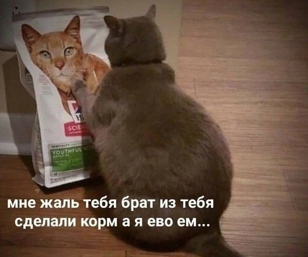итак внимание тред мемы с кошкбами