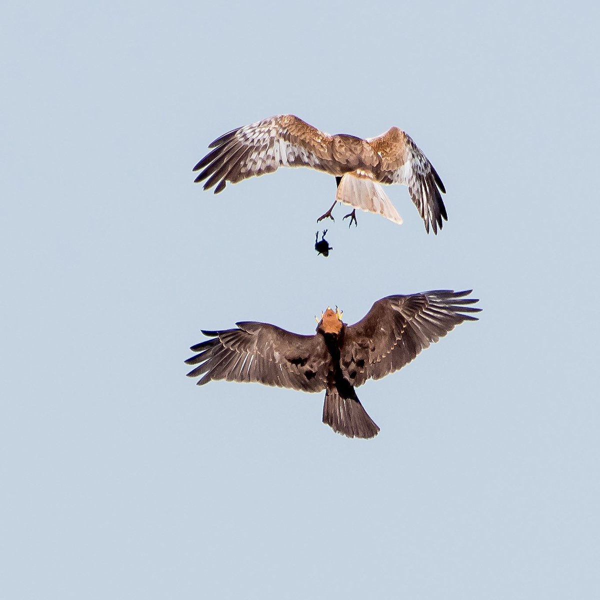 Happy #ValentinesDay AND #LoveWestNorfolk Day 😍
We're demonstrating true love for West Norfolk with this photo of our majestic marsh harriers. 

At this time of year, they can be seen practising 'food passes' in the skies of Norfolk as they get ready for breeding season!