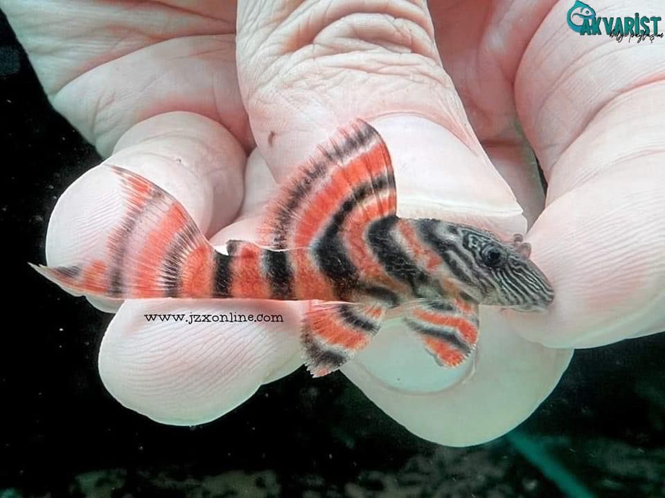 Akvaristbilgi's tweet photo. 🧡🧡 L397 Pleco 🧡🧡
📷JZX Pets Boutique
.
.
#pleco #aquarium #fishtank #fish #l #aquascape #plecostomus #tropicalfish #freshwateraquarium #aquariumhobby #cichlid #cichlids #monsterfish #freshwater #freshwaterfish #plecos #plecosofinstagram #plecotank #plantedtank #keşfet https://t.co/MinCbmeIjG