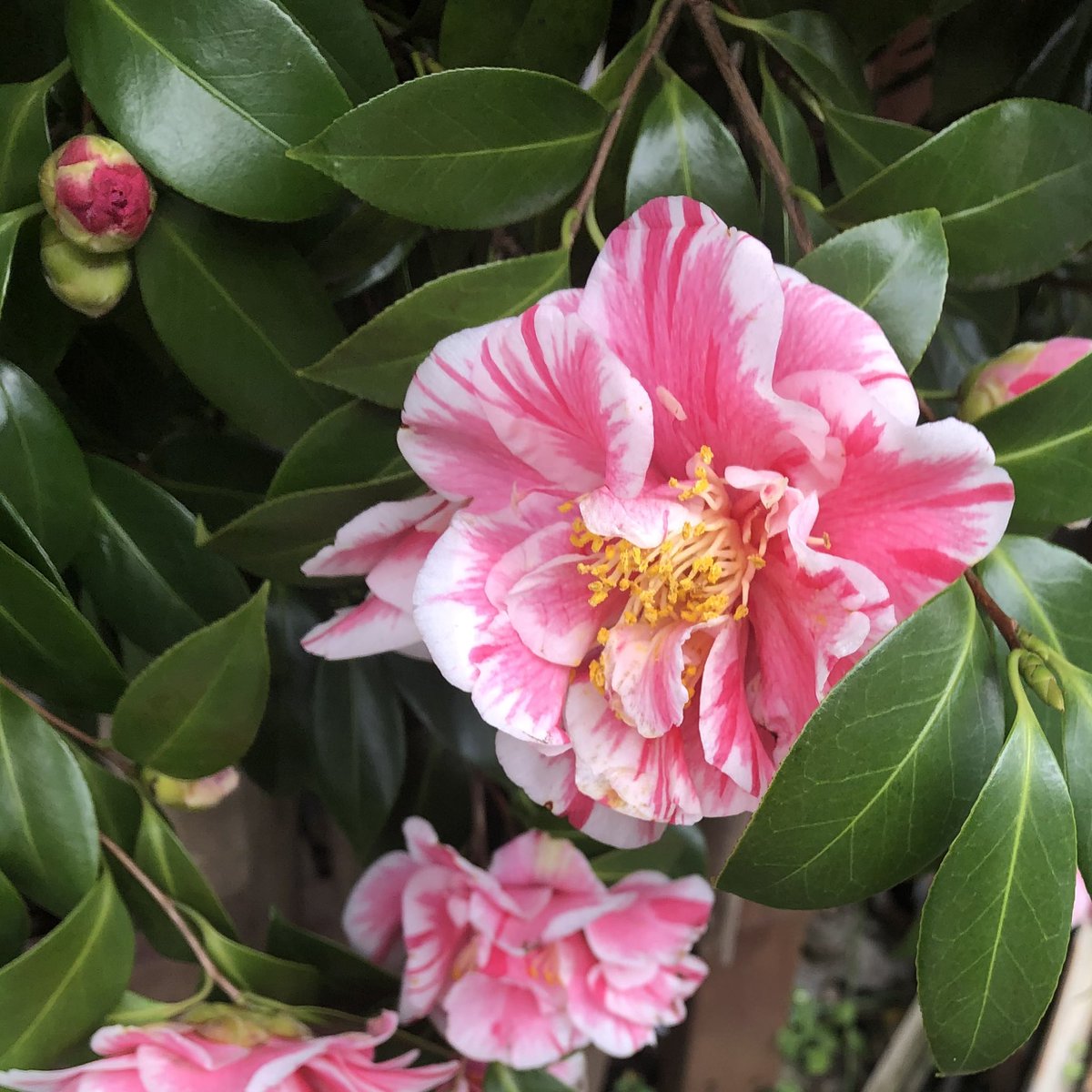 cicacocolor's tweet photo. 植物　photo album

親を安心させない自分は

面倒くさい奴

反発心は自分を拗らせる

"気持ちを伝える"としたら

何を感じるだろう https://t.co/uuPljYJ0aP