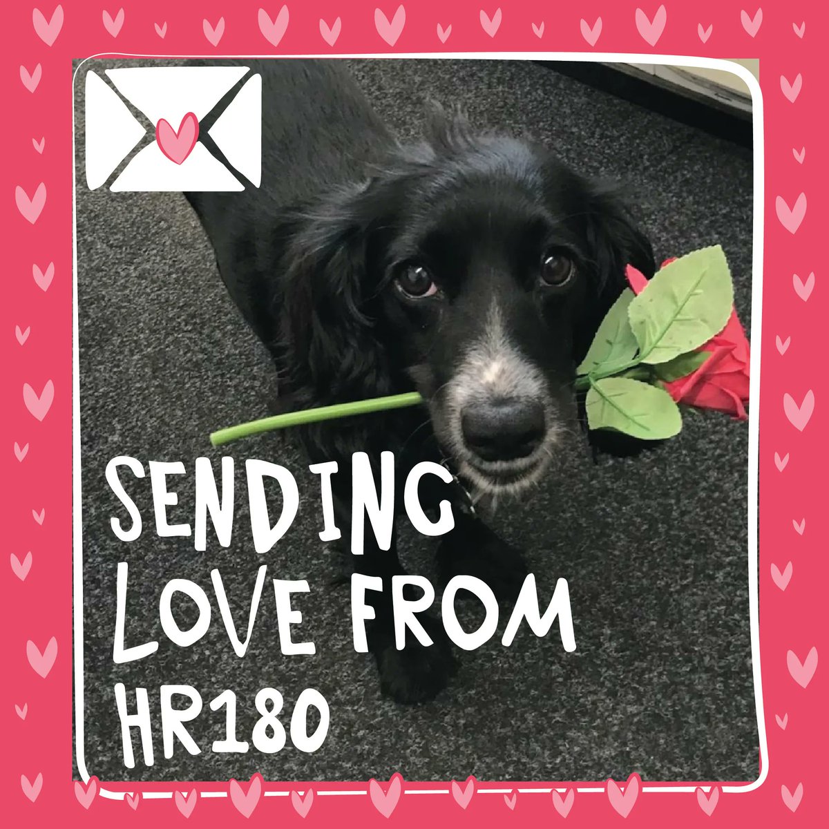 Happy Valentines from all of us here at HR180, Nancy here has a lovely gift for you! 

#valentines #spreadthelove #puppylove #happyvalentines