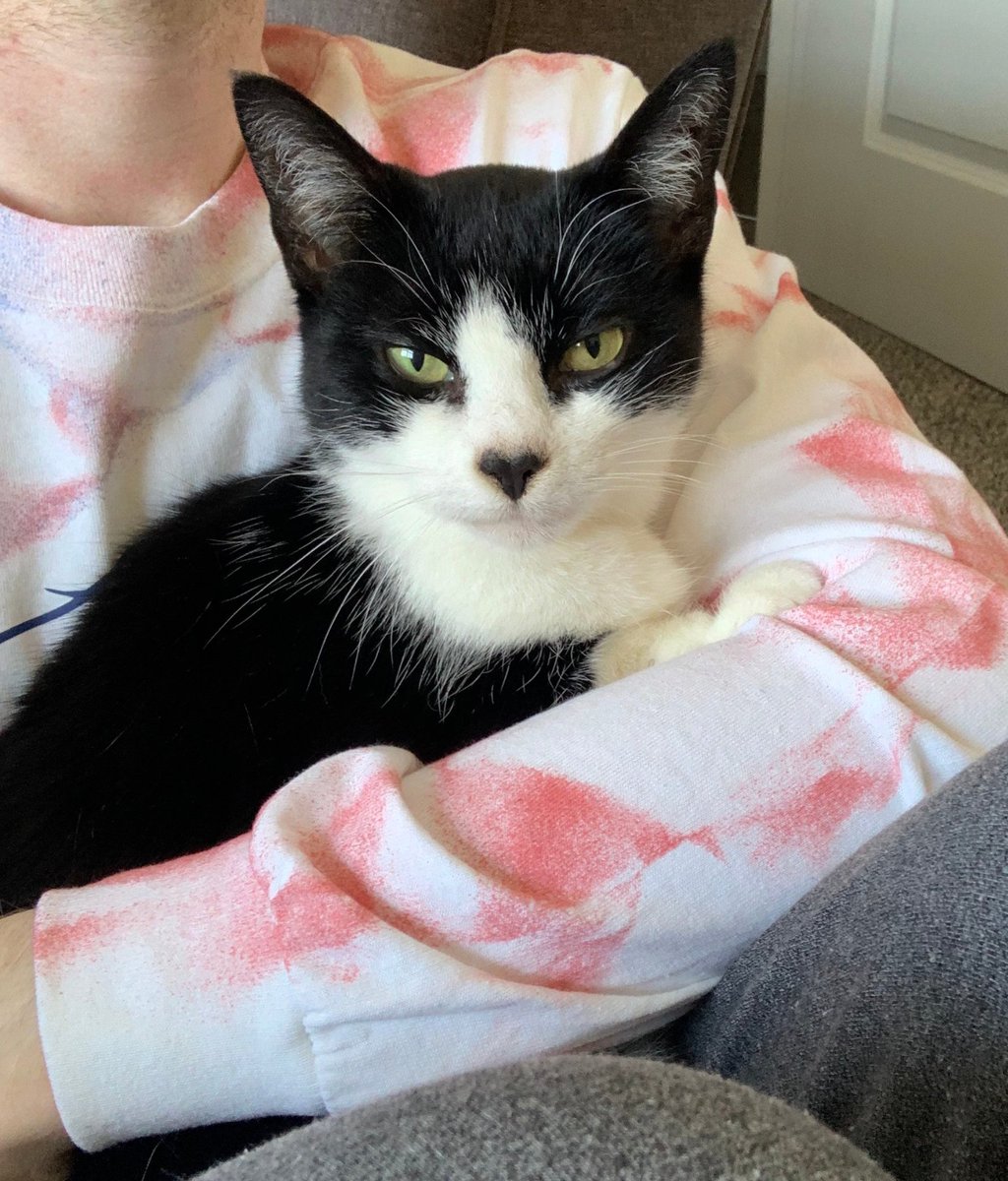 clydesfeed's tweet photo. Wishing everyone a Happy Valentine’s Day! Not only from us, but also from Chalupa the Heart-Nosed Kitty 🖤 https://t.co/9BaKoAxiLB