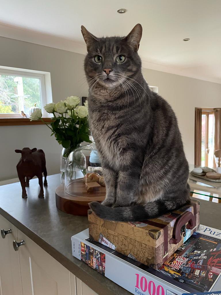 SarahWood71's tweet photo. @PickliciousF Exercise more…. I find jigsaws help 😹 https://t.co/mrMIHhfnlB