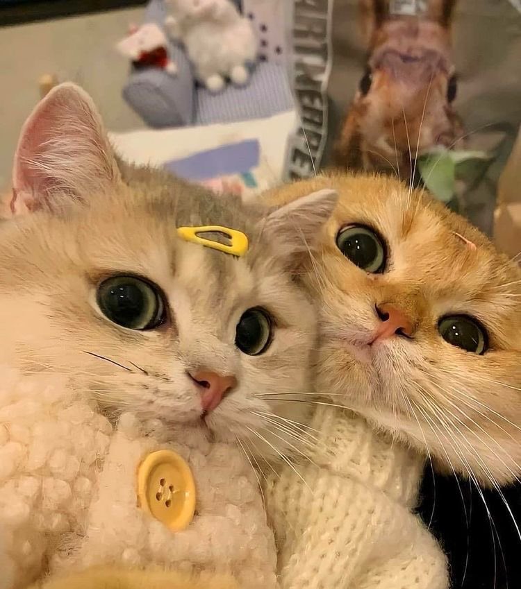 seulqhi's tweet photo. Light gathered on its place, shimmering thru the night in every moment. On this day full of love, I want to express my sincere feeling towards the star of my life. Happy Valentine's Day, my beloved one!! My love for you may become the special gift that only belongs to you ❤️ https://t.co/f8MJZPDhdc