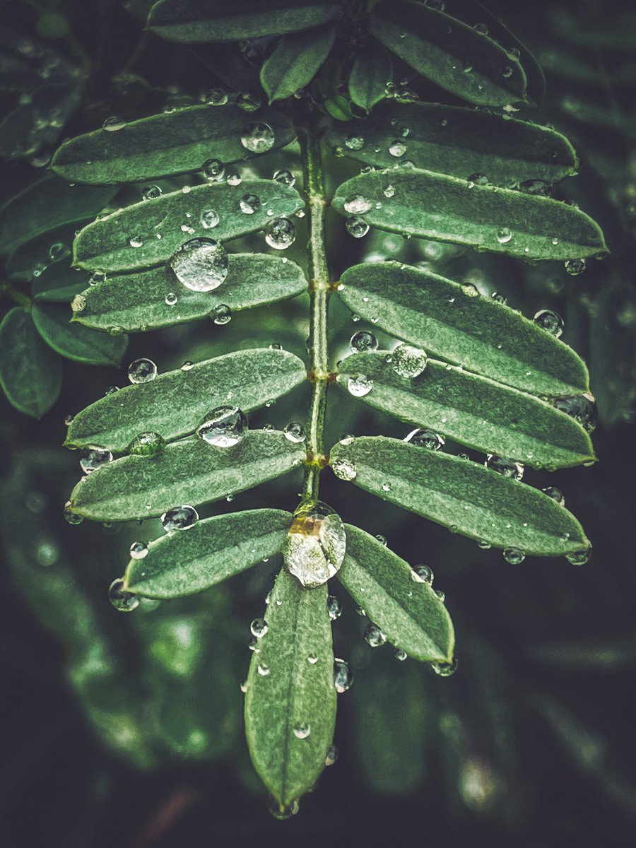 vineyardwarrior's tweet photo. GM #photographylovers I have really enjoyed getting into and learning #macrophotography especially with raindrops💧Do you like shooting macro? I have learned a lot from this #photographycommunity If you would, share some of your captures! If not macro, share some wet favorites 🔄 https://t.co/DxMd9Mt6wQ